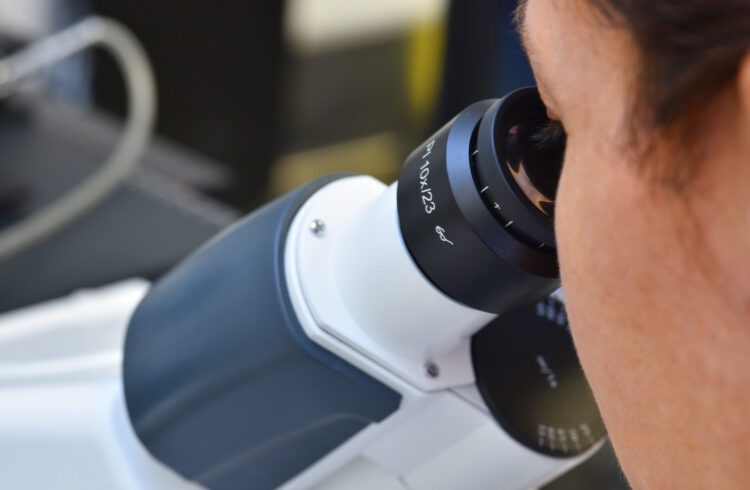 L’immunothérapie plus efficace grâce à une baie brésilienne